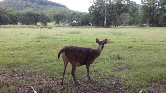 Borumba Deer Park Apr 2021